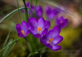 Crocus Rainstorm