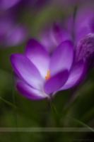 Delicate Purple Crocus Flowers