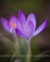 Dreamy Crocus Flower Photography