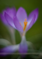 Dreamy Crocus Flowers