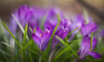 Group of Purple Crocus Flowers