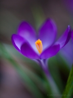 One Purple Crocus Flower Photo