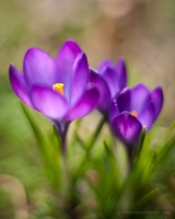 Purple Crocus Abstract Flower Photos