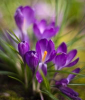 Purple Crocus Flowers Photo Lots of movement and drama here. Crocus blooms are the first sign of spring to me