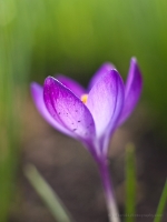 Purple Crocus Soft Petals