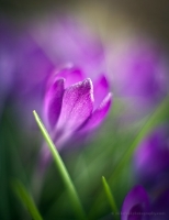 Single Purple Crocus Flower Image