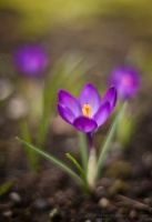 Single Purple Crocus Photo