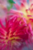 Dahlia Photography Beauties Entangled