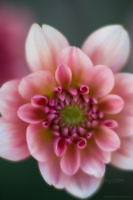 Dahlia Photography Beautifuil Pink Collerette