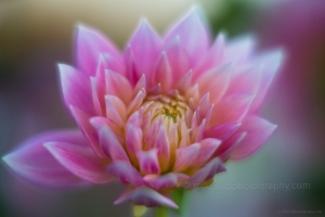 Dahlia Photography Beautiful Pink Petals