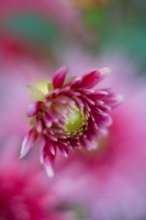 Dahlia Photography Bloom Standout