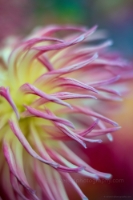 Dahlia Photography Cactus Beautiful Tendrils