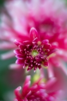 Dahlia Photography Cactus Bloom