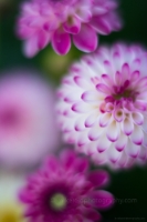 Dahlia Photography Collage of Pink and White Poms