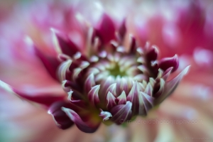 Dahlia Photography Crimson Eye