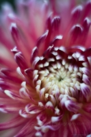 Dahlia Photography Crimson Swirl