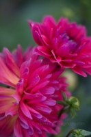 Dahlia Photography Dark Fuschia Blooms