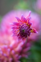 Dahlia Photography Dark Pink Cactus Bloom