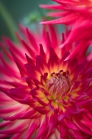 Dahlia Photography Decorative Rainbow Blooms