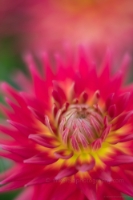 Dahlia Photography Decorative Rainbow Burst