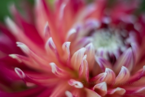 Dahlia Photography Dinner Plate Colorful Details