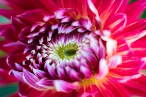 Dahlia Photography Dinner Plate Pink Anemone