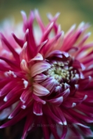 Dahlia Photography Dinnerplate Dahlia Closeup