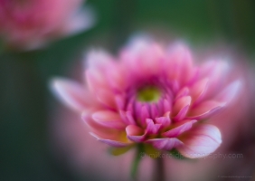 Dahlia Photography Dreams of Soft Light