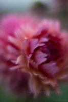 Dahlia Photography Dusk Pink Closeup