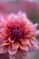 Dahlia Photography Dusky Pink Details