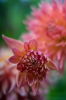 Dahlia Photography Dusky Pink Flowers