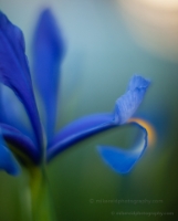 Blue Iris Edge