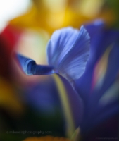 Blue Iris Flower Abstracts