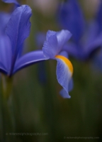 Blue Iris Petals Image