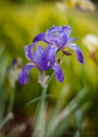 Fading Iris