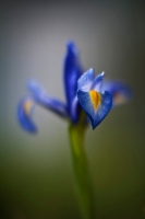 Iris Flower Photography