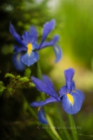 Iris Raindrops