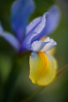 Iris Yellow Petal