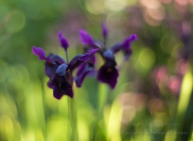 Japanese Iris Horizontal