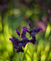 Japanese Iris Sunlight