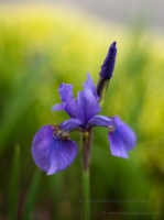 Japanese Iris and Background