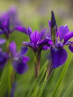 Vibrant Japanese Irises Such grace and vibrant color, irises are a sure sign of spring to me.