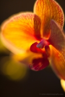 Backlit Orchid Glow