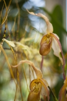 Bearded Orchid Blooms