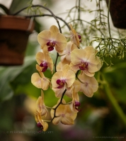 Beautiful Orchid Blooms