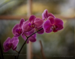 Bright Fuschia Orchids