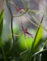 Delicate Orchids