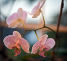 Four Beautiful Flowers