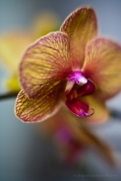 Honey Orchid