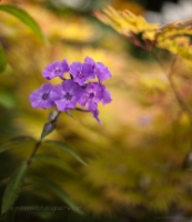 Lavender Orchid Flower Photograph